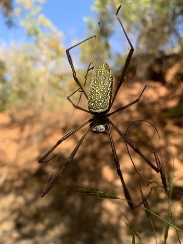 Golden Silk Spider