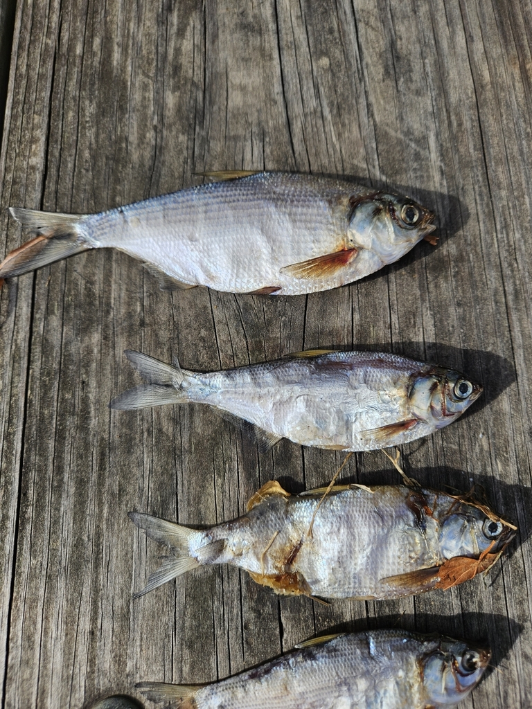 American Gizzard Shad from Detroit - Shoreway, Cleveland, OH, USA on ...