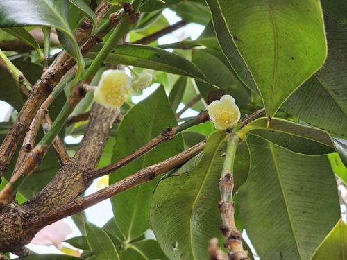 Garcinia portoricensis (Urb.) Alain