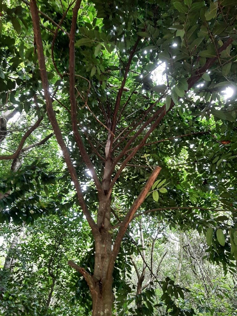 Diospyros areolata (Diospyros areolata)