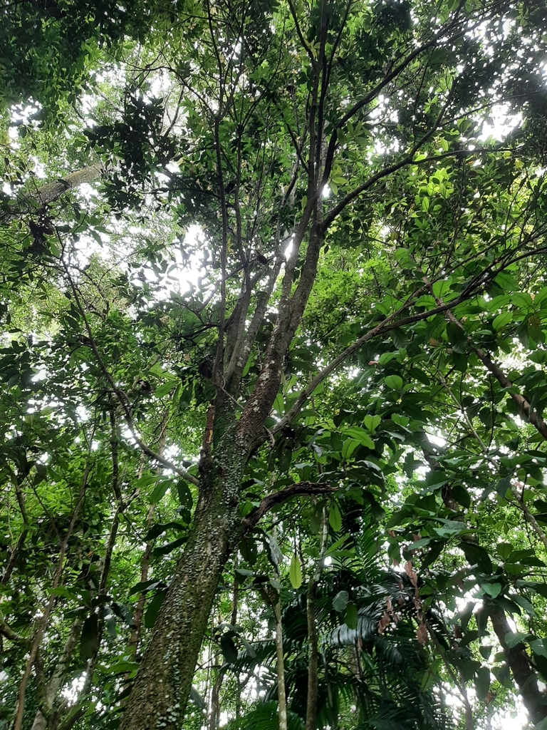 Lithocarpus kunstleri (Lithocarpus kunstleri)