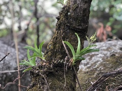 Ressource multimédia de Polystachya odorata