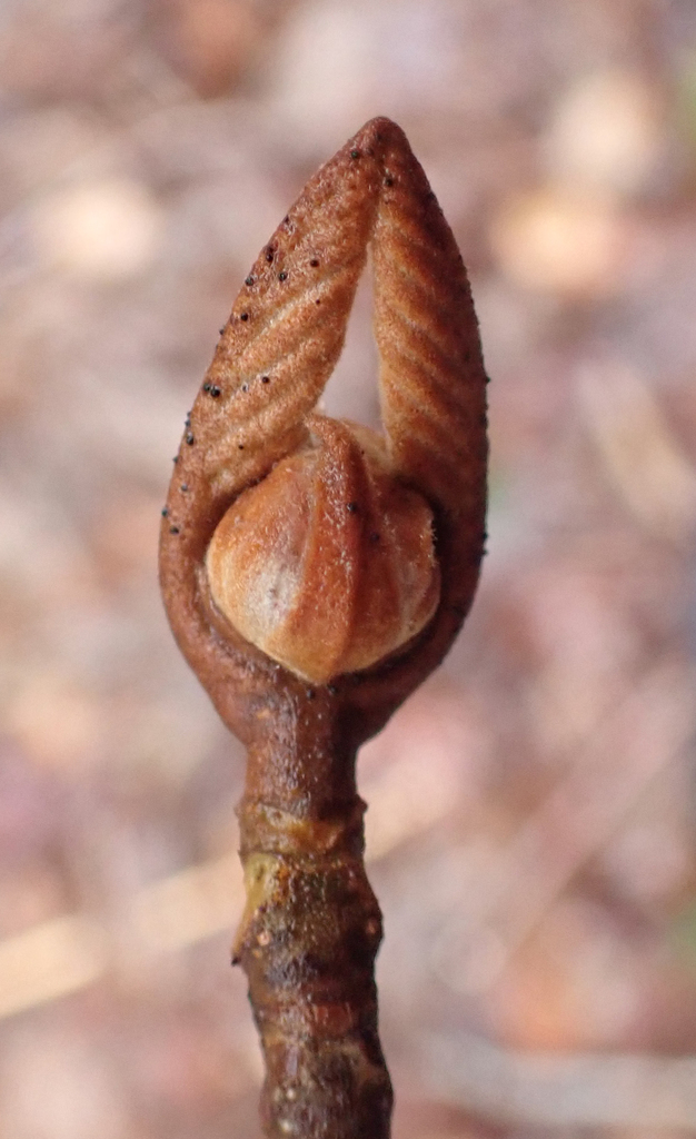 Hobblebush From Ferdinand Vt Usa On November At Am By