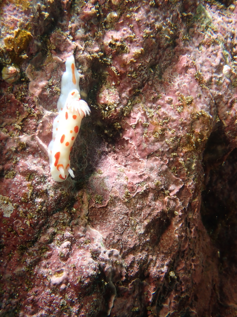 Goniobranchus tasmaniensis from The Docks on November 26, 2023 at 0826