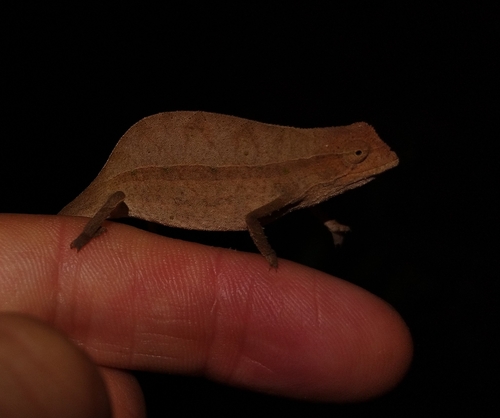 Zomba Beardless Pygmy Chameleon