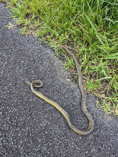 Common Tree Snake sighting