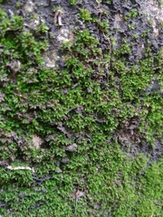 Image of Hyophila involuta