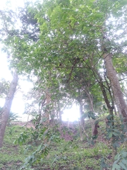 Casearia arborea image