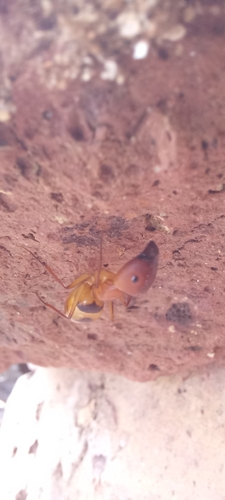 Camponotus hova pictiventrisCamponotus hova pictiventris