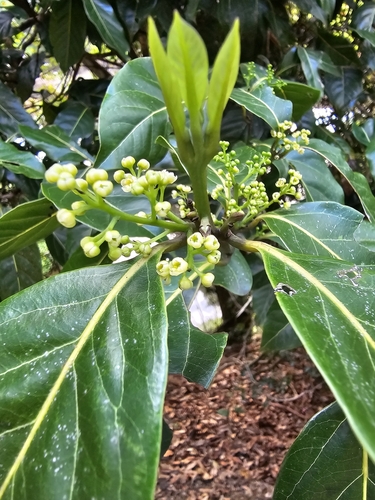 Endiandra globosa Maiden & Betche