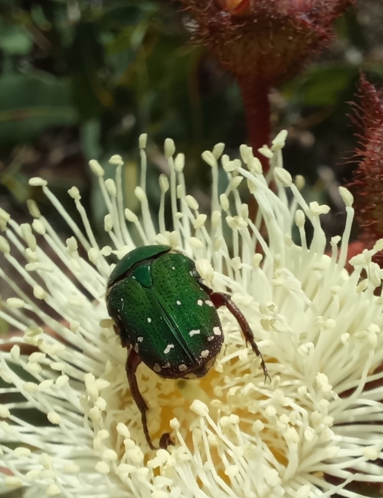Glycyphana in November 2023 by Kelly Bollinger · iNaturalist