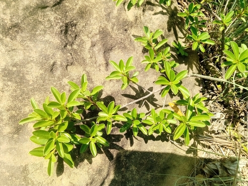 Bluebush