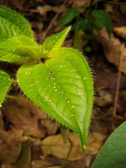 Image of Acalypha ostryifolia