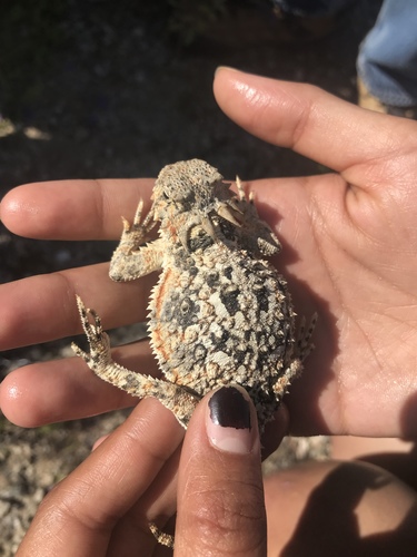 iNaturalist observation photo of Desert Horned Lizard