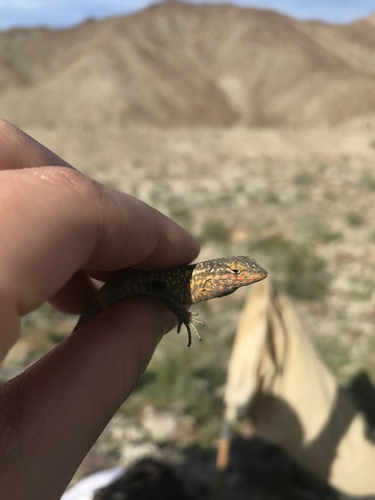 iNaturalist observation photo of Western Side-blotched Lizard