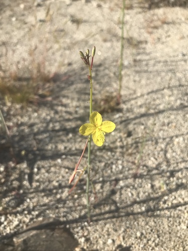 iNaturalist observation photo of California primrose