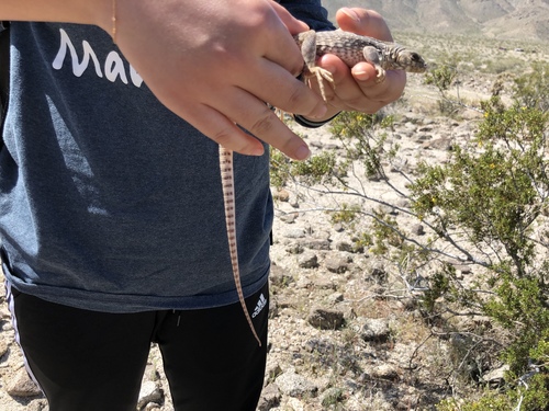 iNaturalist observation photo of Desert Iguana