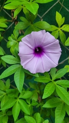 Ipomoea cairica image