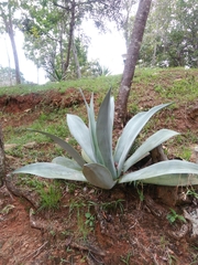 Image of Agave cocui