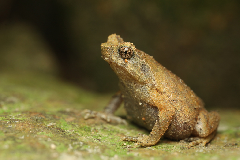 Short-legged Horned Toad from Tai Tam, Hong Kong on June 27, 2023 at 10 ...