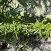 Lonchocarpus pycnophyllus - Photo (c) Porlanaturaleza, todos os direitos reservados, uploaded by Porlanaturaleza