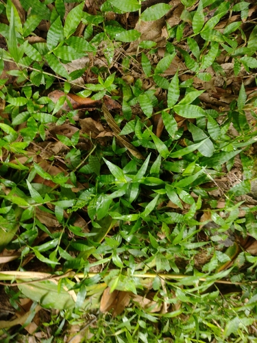 Ocellochloa