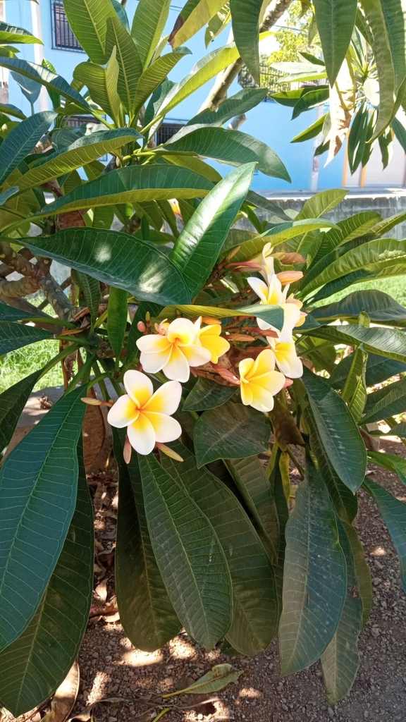 Mexican Plumeria from 68493 San Antonio Analco, Oax., México by