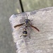 Monoceromyia similis - Photo (c) Wen Lin, all rights reserved, uploaded by Wen Lin