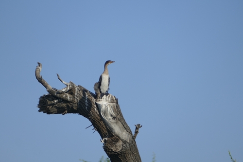 African Reed Cormorant
