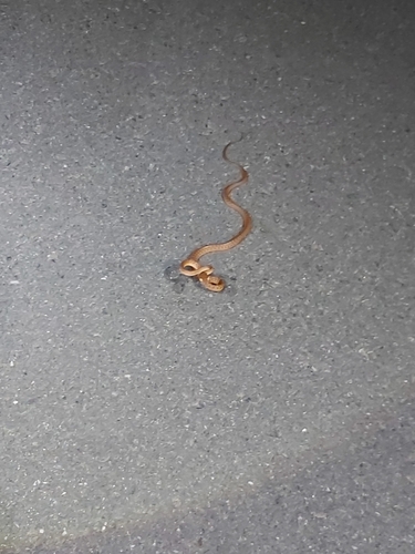 Brown Tree Snake sighting
