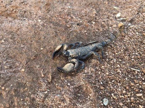 Common Emperor Scorpion