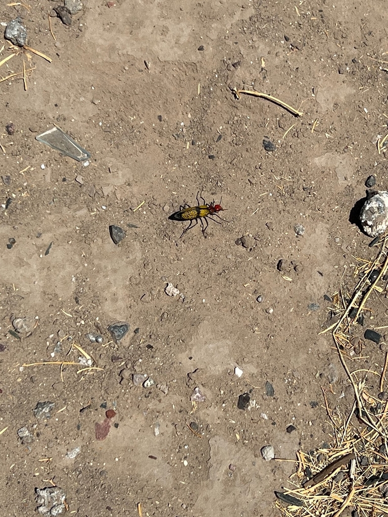 Iron Cross Blister Beetle from Sedona, AZ 86336, USA on November 26 ...