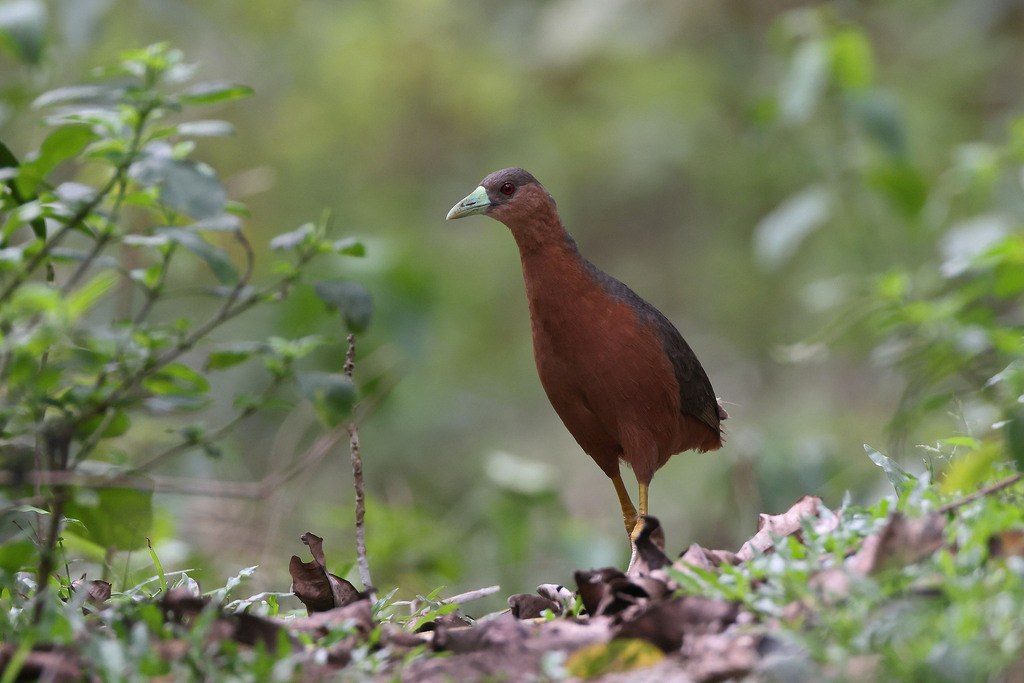 Isabelline Bush-hen photo
