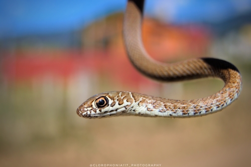 Neotropical Whip Snake