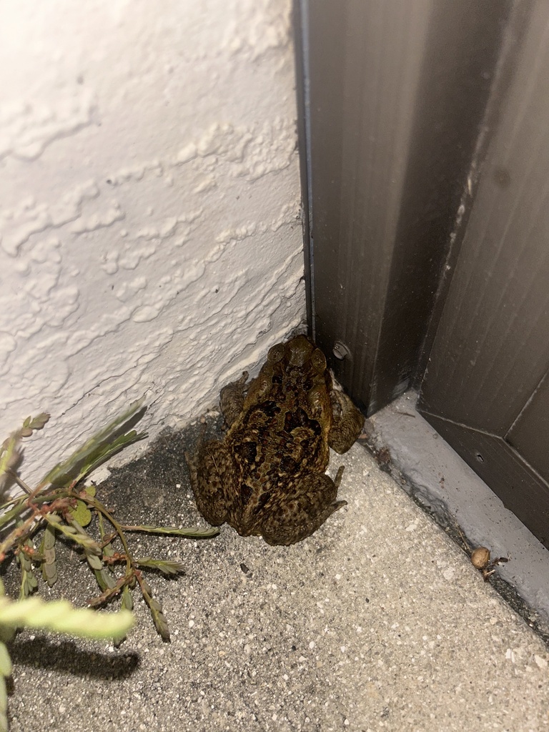 Cane Toad from Europa Dr, Naples, FL, US on November 26, 2023 at 1015 PM by Josh Hughes
