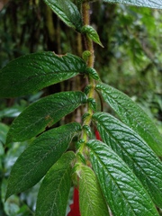 Columnea anisophylla image