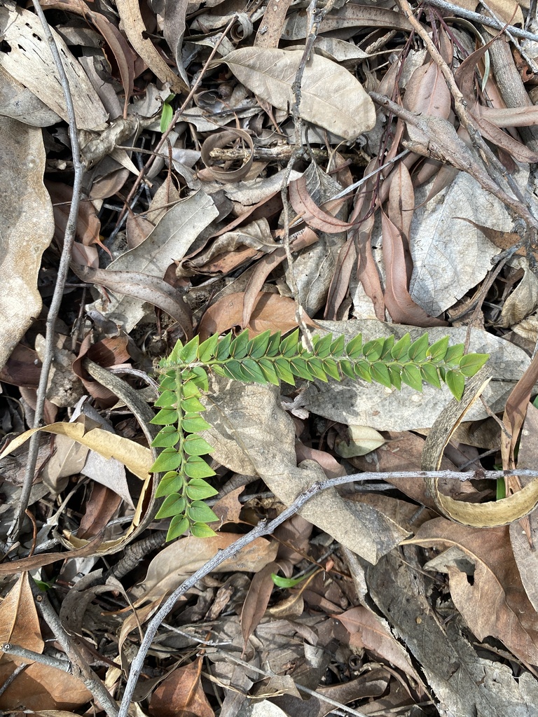 Brush Caper Berry from Boondara St, Lota, QLD, AU on November 27, 2023