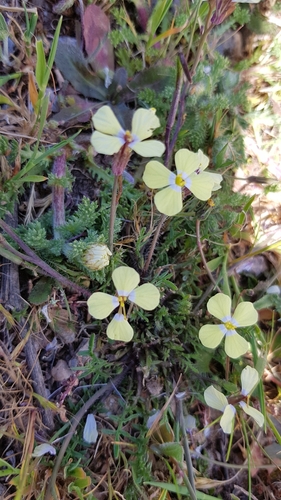 Coincya transtagana