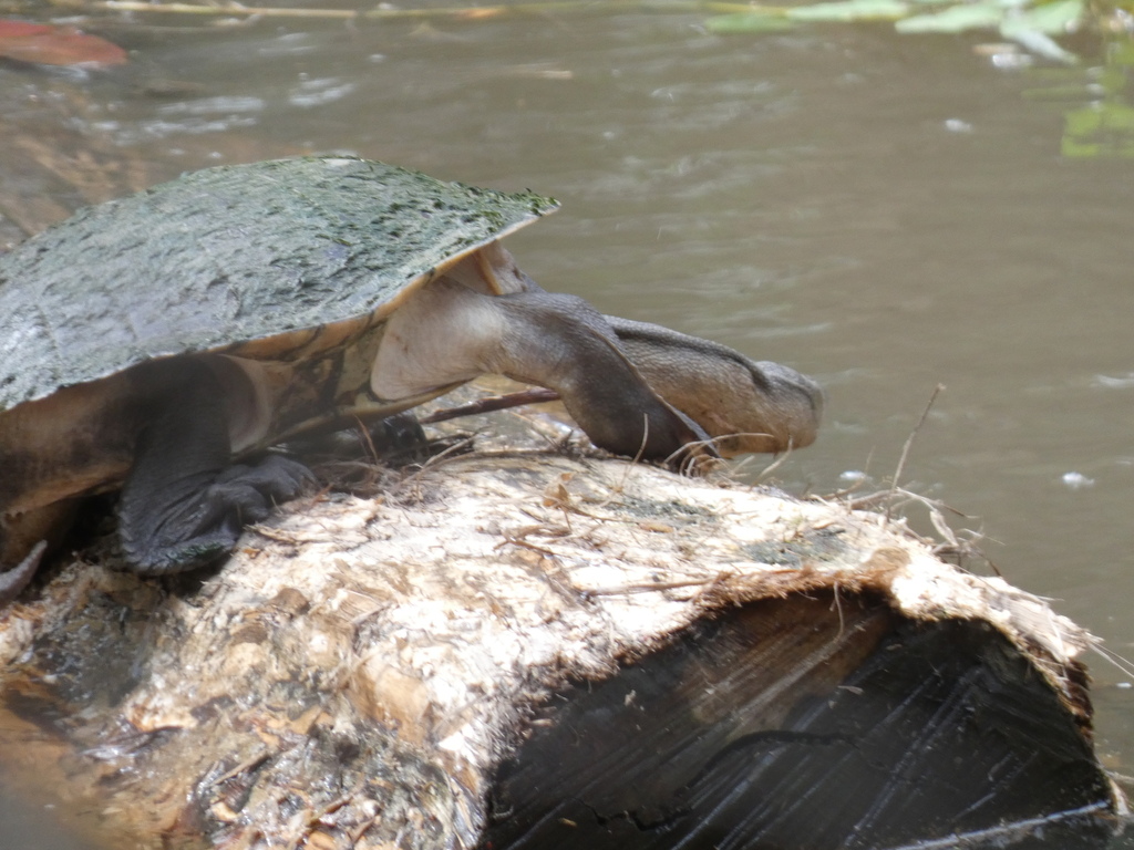 Broad-Shelled Turtle from Brisbane QLD, Australia on November 27, 2023 ...