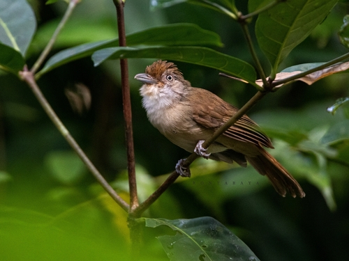 Malacopteron palawanense