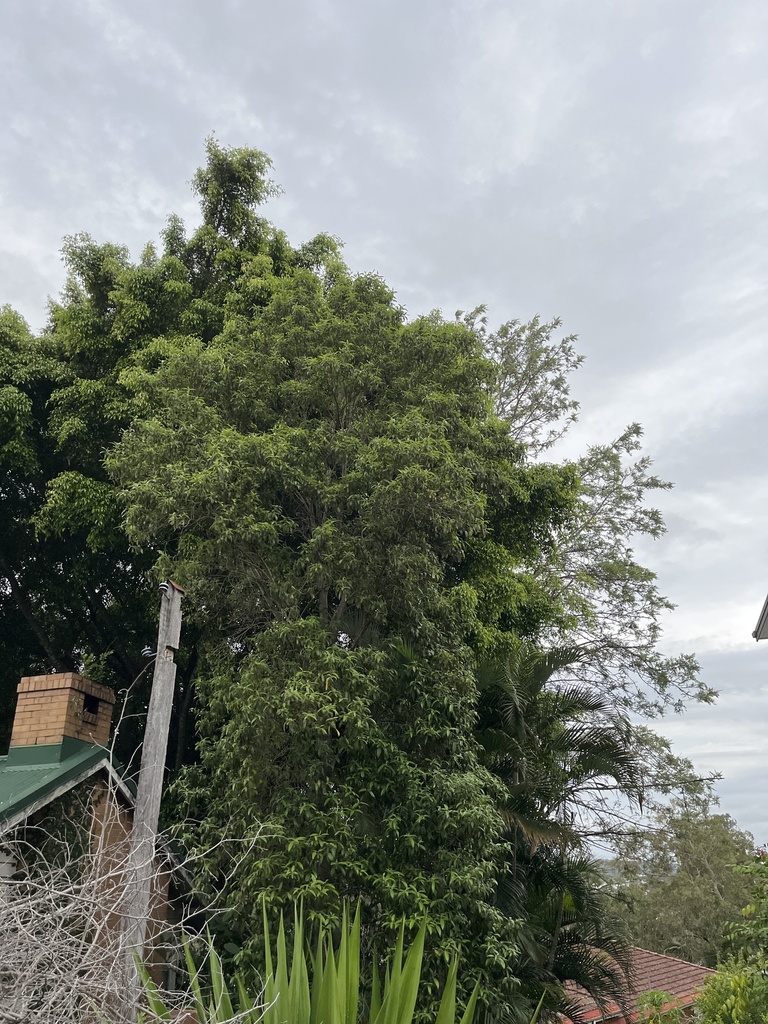 Lemon myrtle from Hawken Dr, St Lucia, QLD, AU on November 27, 2023 at ...