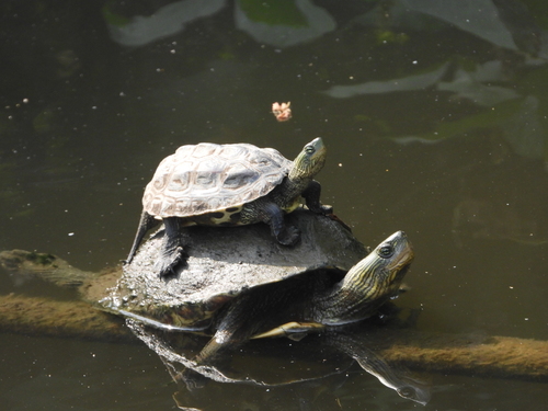 Common thread turtle