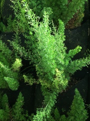 Image of Asparagus densiflorus