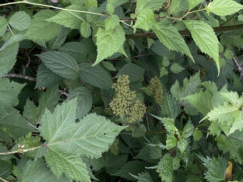 Thin-leaf spiraea (Spiraea miyabei)