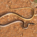 Dwarf Sand Snake - Photo (c) Tyrone Ping, all rights reserved, uploaded by Tyrone Ping