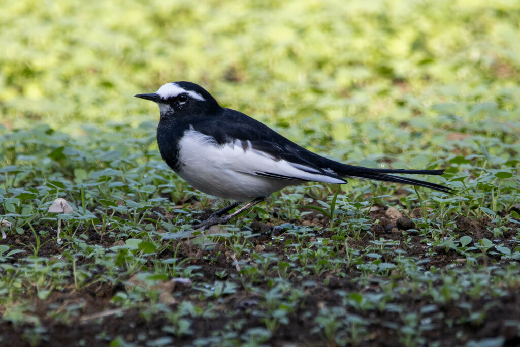 Japanese Wagtail (Motacilla grandis) photo