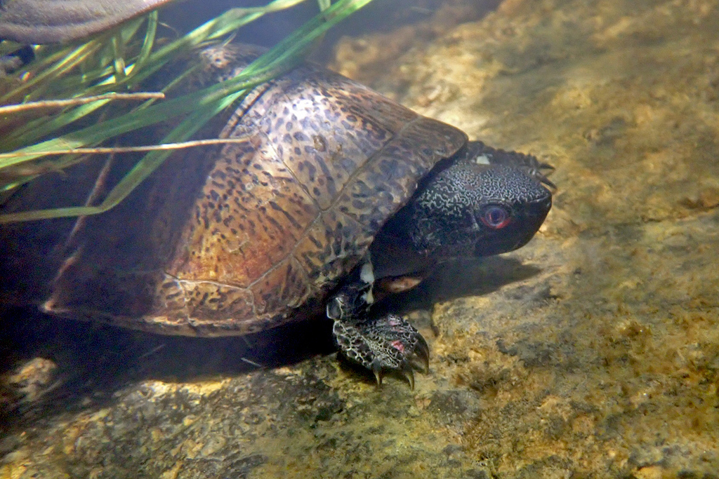 Beal's Four-eyed turtle in September 2023 by Carol Kwok. 眼斑水龜 Beale's ...