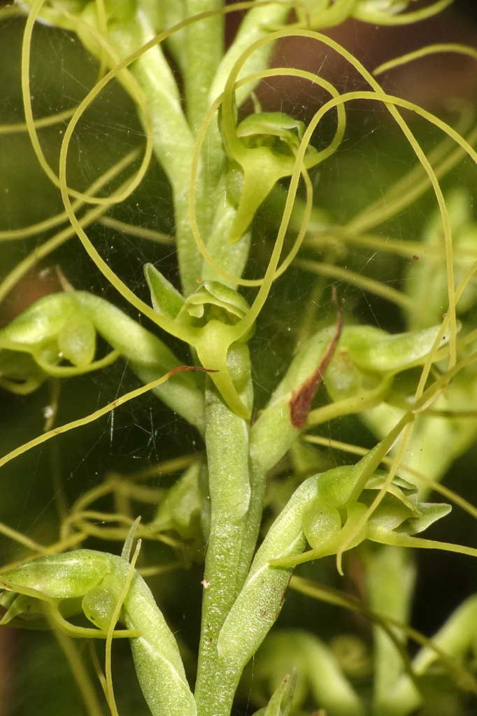 Peristylus in October 2023 by Carol Kwok · iNaturalist