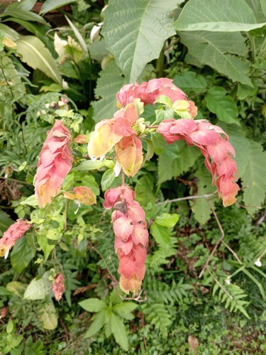 Shrimp plant