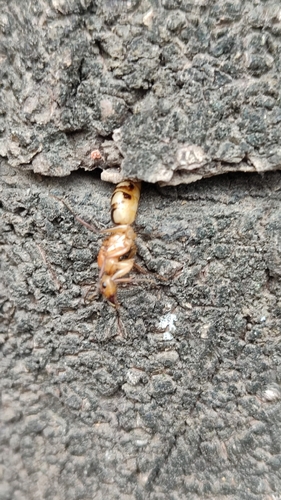 Camponotus taniaeCamponotus taniae